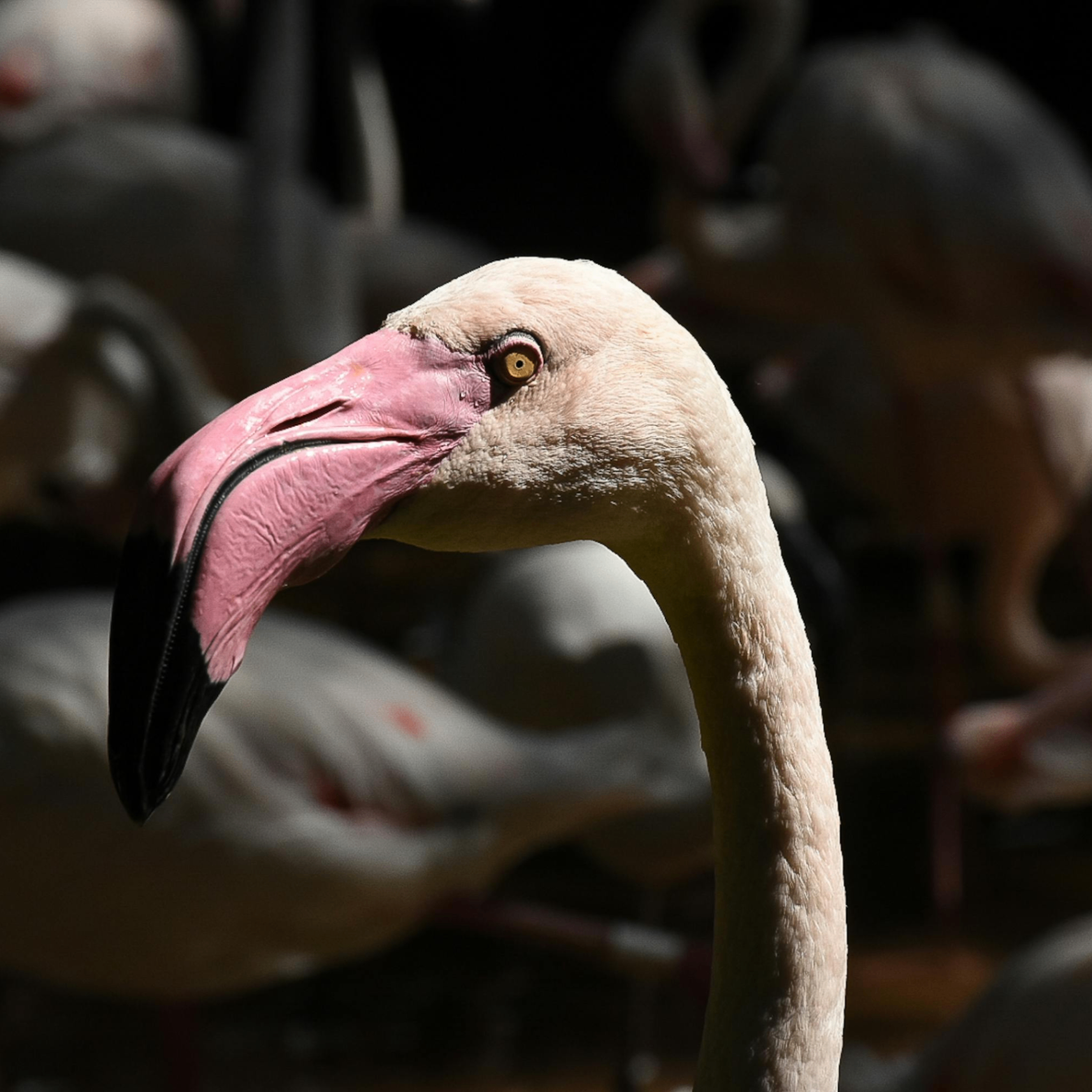 Paul (wujianfan.lens) Lens social identity (.lens handle) PFP