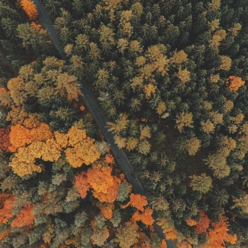 prosePrince (swanickw19932.lens) Lens social identity (.lens handle) PFP