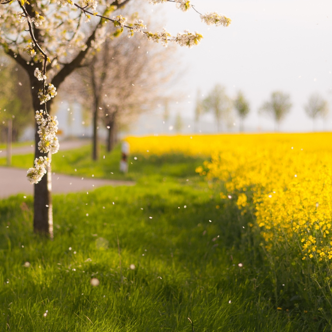 Emerx (quonixy.lens) Lens social identity (.lens handle) PFP