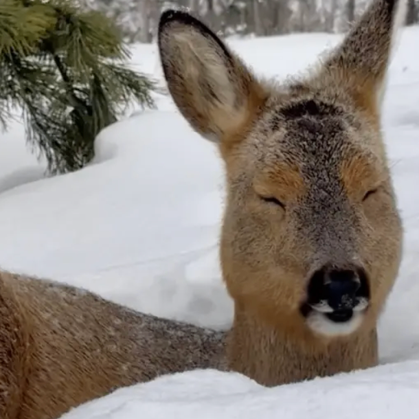 xczds (wuuuu.lens) Lens social identity (.lens handle) PFP