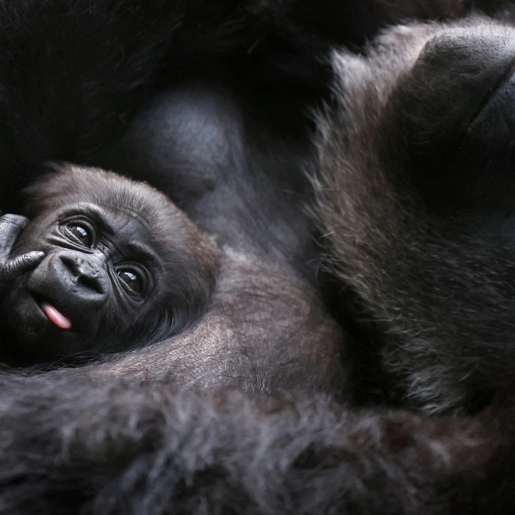 Pete Barney (jjjjja.lens) Lens social identity (.lens handle) PFP