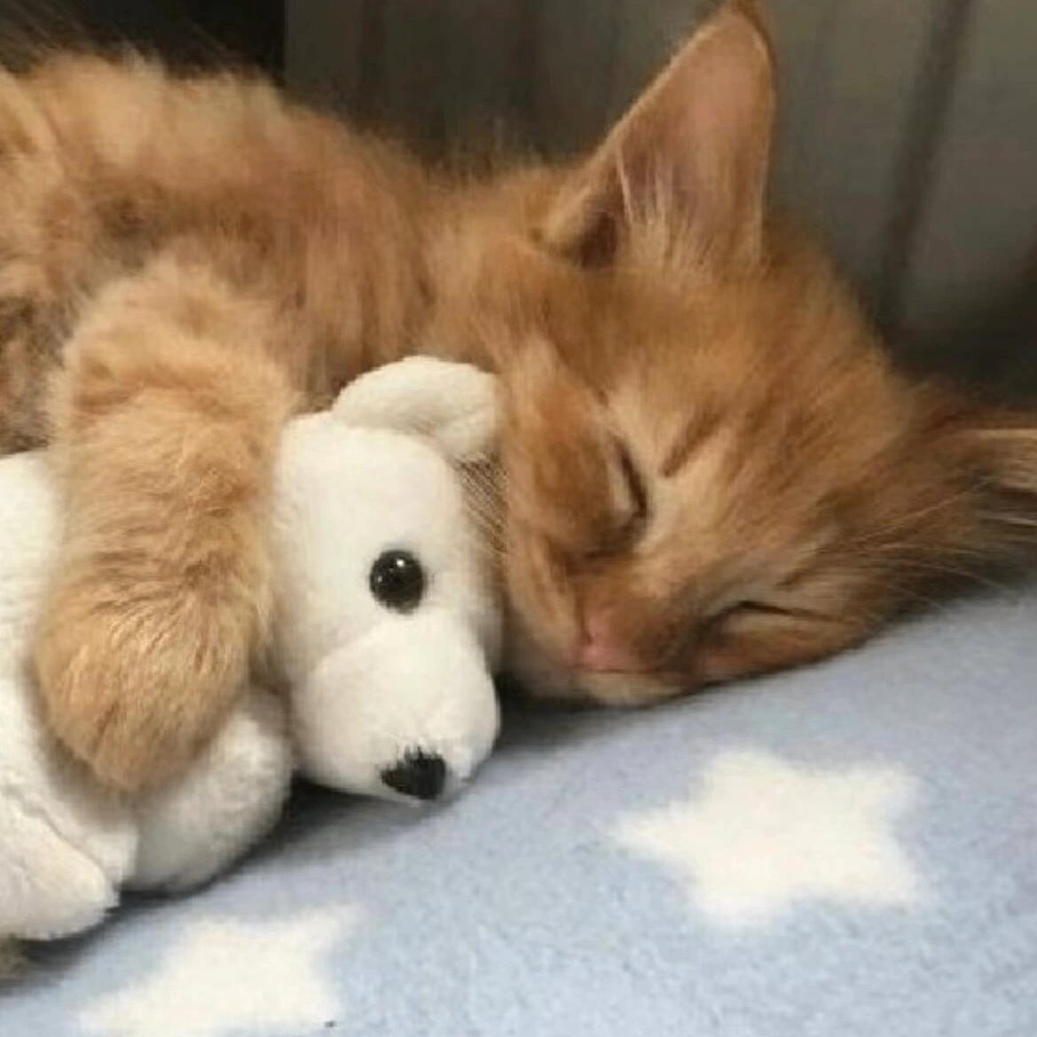 Marceline Rook (giveuponlove.lens) Lens social identity (.lens handle) PFP