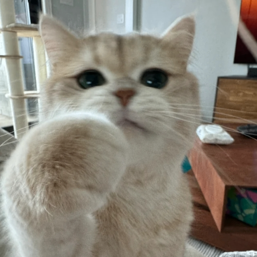 kuno (evqademax.lens) Lens social identity (.lens handle) PFP