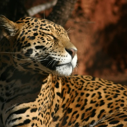 Jonny Silverhand (instergrowdididada.lens) Lens social identity (.lens handle) PFP