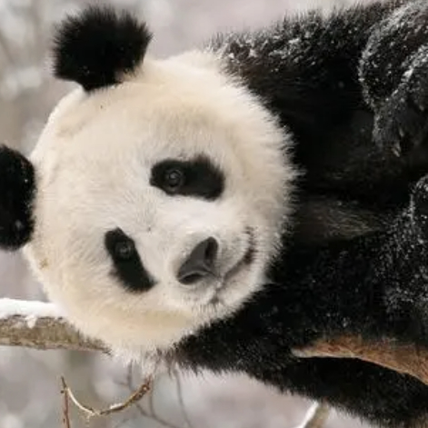 Karen (jjjjjv.lens) Lens social identity (.lens handle) PFP