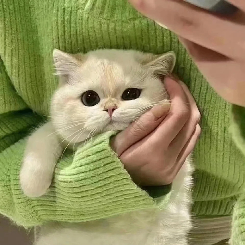 hghjgyhuj (mariamarcia.lens) Lens social identity (.lens handle) PFP