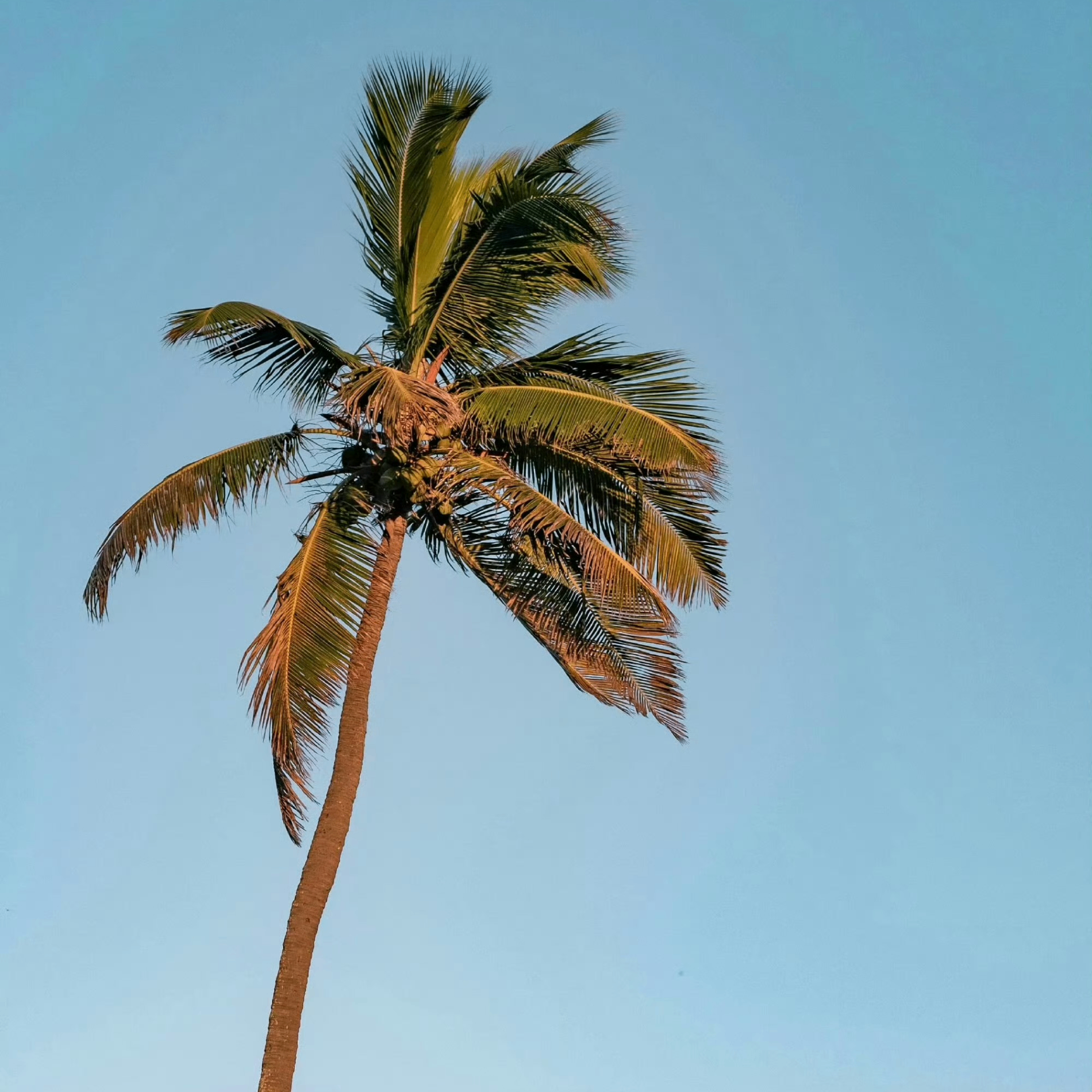 Mia Thompson (warmwind.lens) Lens social identity (.lens handle) PFP