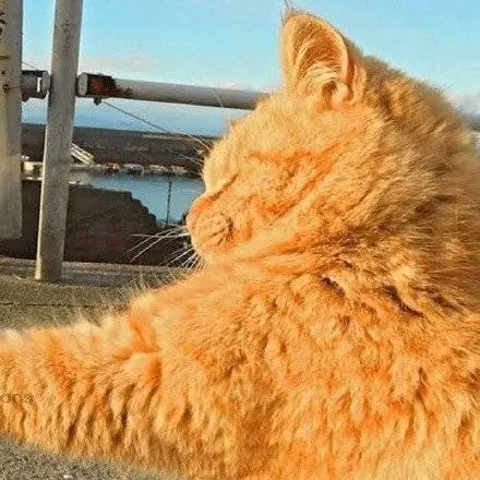 Buck Bradley (aaaaaf.lens) Lens social identity (.lens handle) PFP