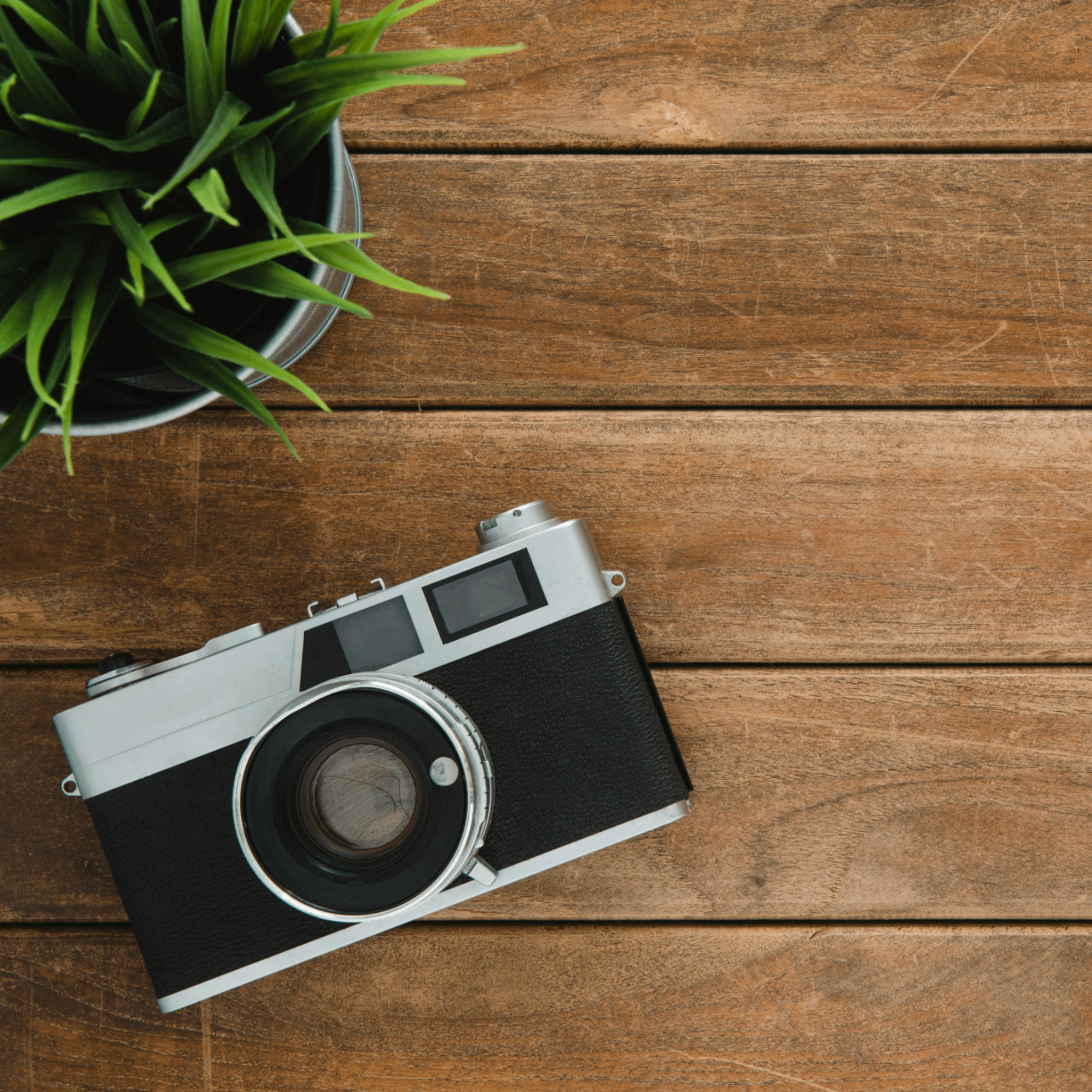 Gecas (gecas.lens) Lens social identity (.lens handle) PFP