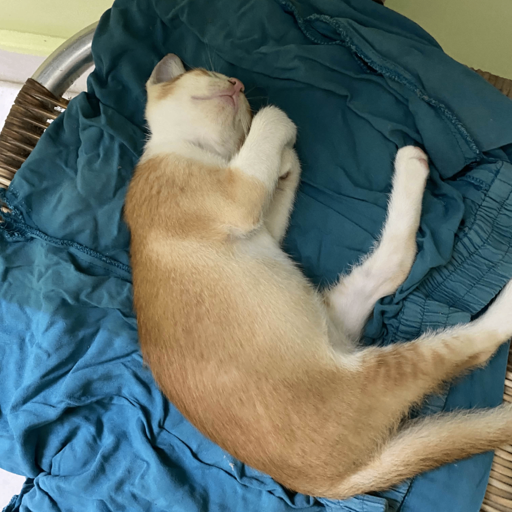 Riceee (riceee.lens) Lens social identity (.lens handle) PFP