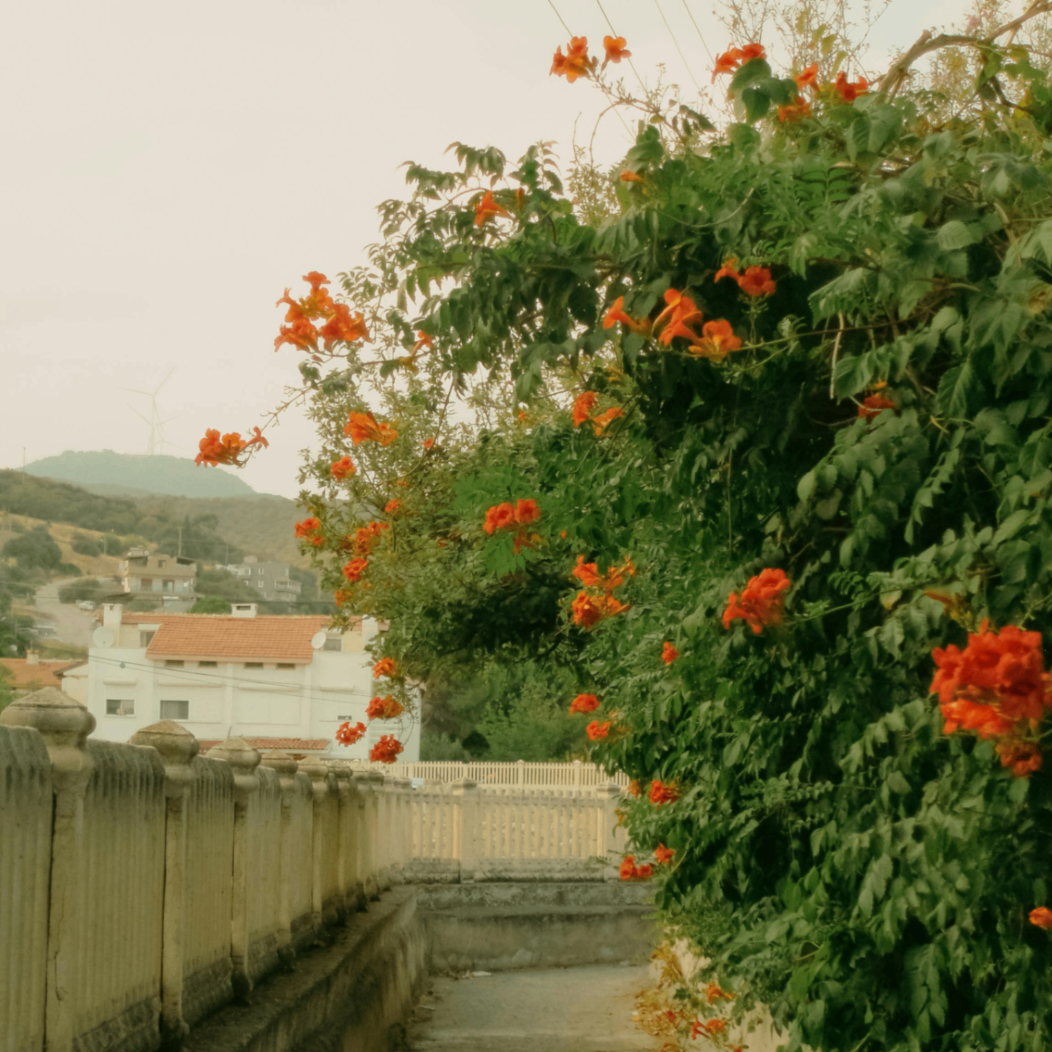 Stoue (stoue.lens) Lens social identity (.lens handle) PFP