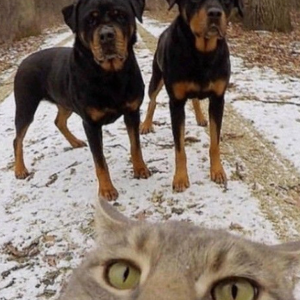 AyshaGadie (ayshagadie53455.lens) Lens social identity (.lens handle) PFP