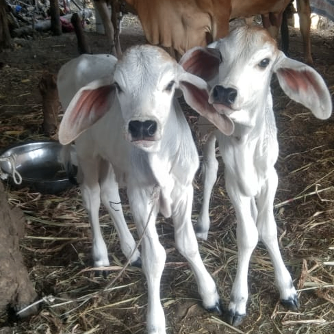 Chauhan Rohit panchabhai (velan.lens) Lens social identity (.lens handle) PFP