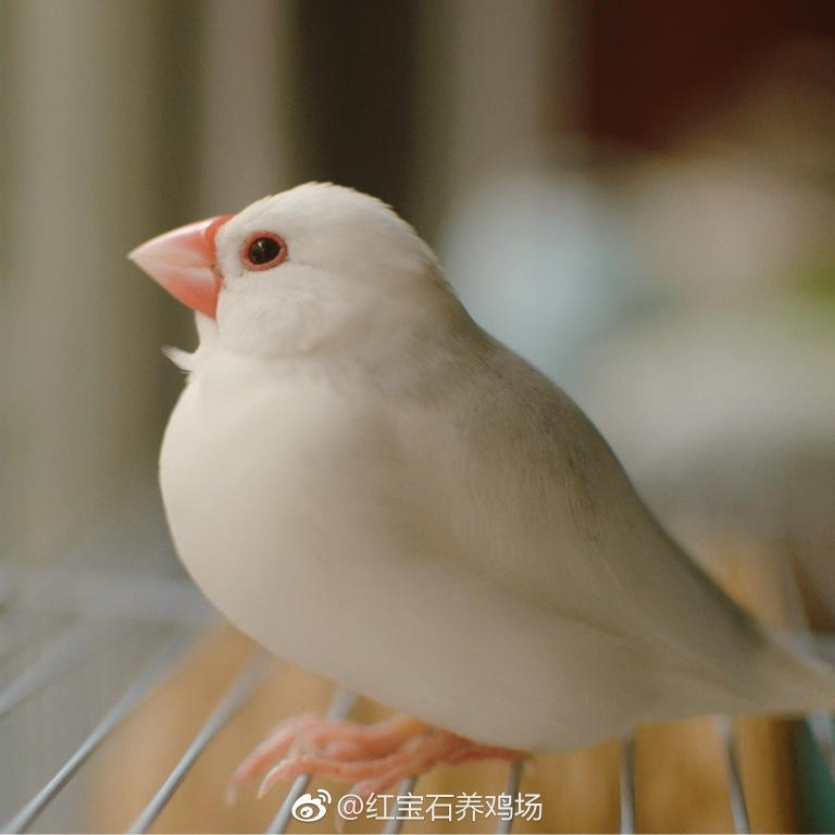 Gill Susanna (wwwwp.lens) Lens social identity (.lens handle) PFP