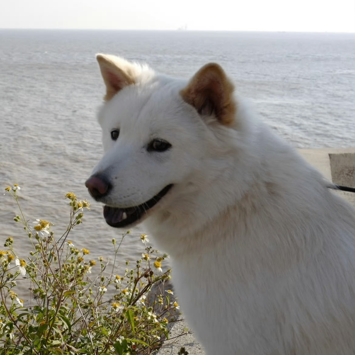 biographer (renat.lens) Lens social identity (.lens handle) PFP