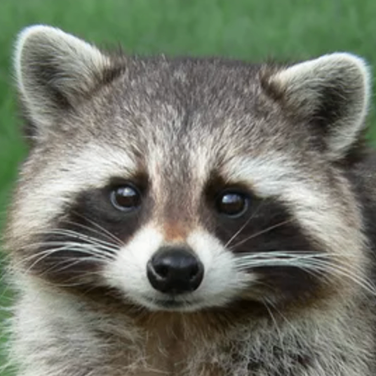 Ochazuke (ochazuke.lens) Lens social identity (.lens handle) PFP