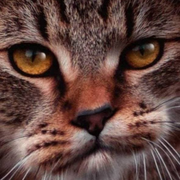 gfkstkstjs.lens Lens social identity (.lens handle) PFP