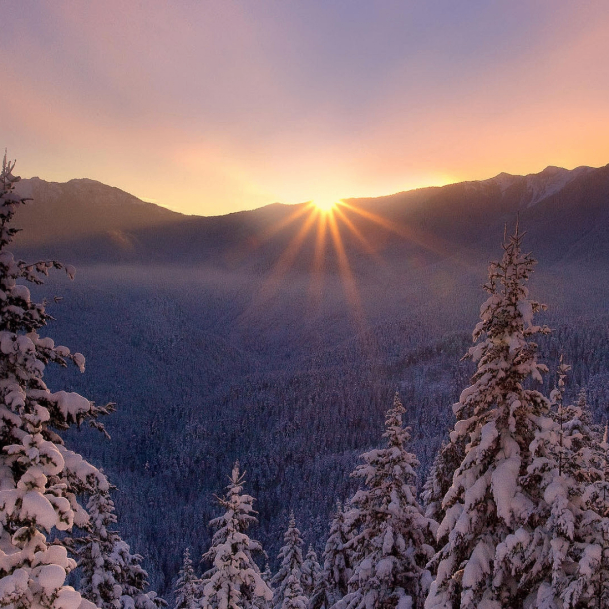 fdsdf (rushy.lens) Lens social identity (.lens handle) PFP