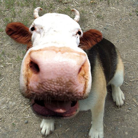 moofie (moofie.lens) Lens social identity (.lens handle) PFP