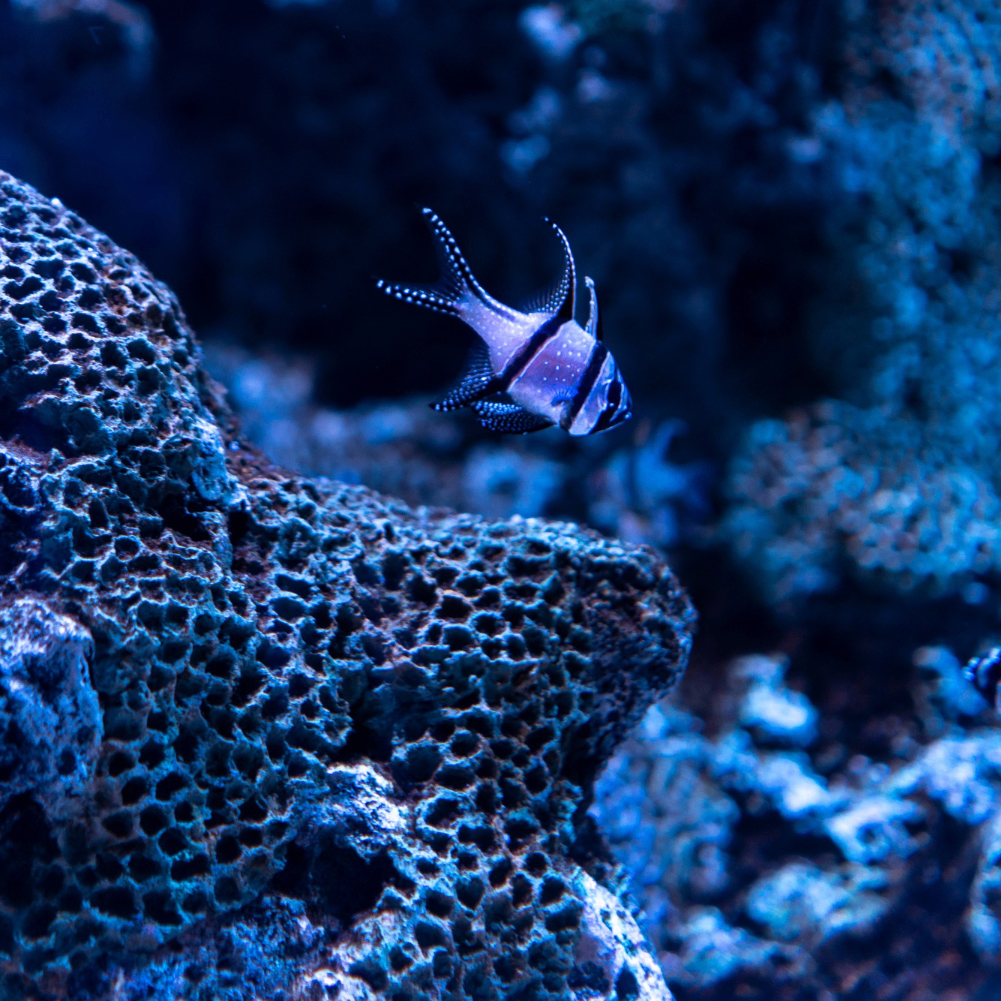 Cano (cryptocnn.lens) Lens social identity (.lens handle) PFP