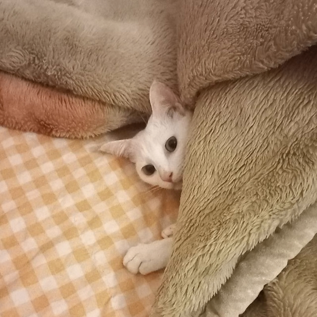 Ang Ang (kyubi1412.lens) Lens social identity (.lens handle) PFP