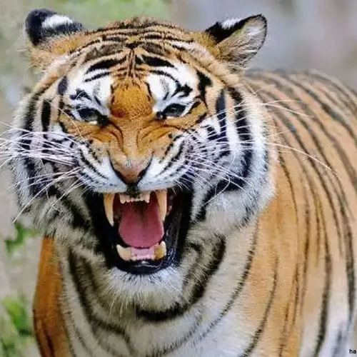 Irene Ricardo (eeeeel.lens) Lens social identity (.lens handle) PFP