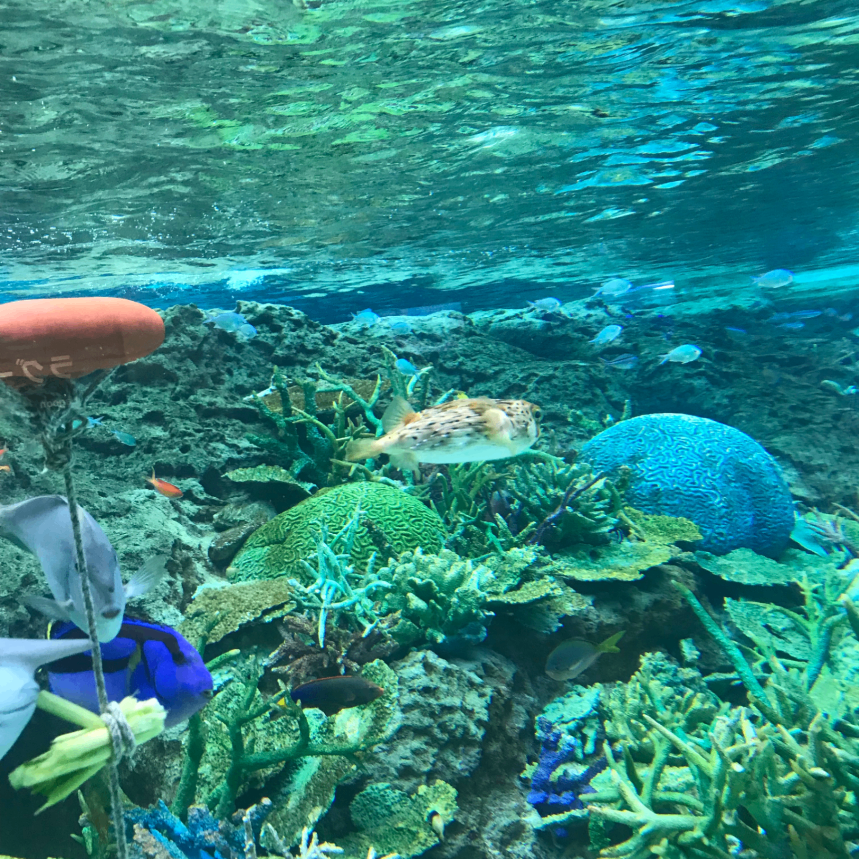 hiko (hiko12.lens) Lens social identity (.lens handle) PFP