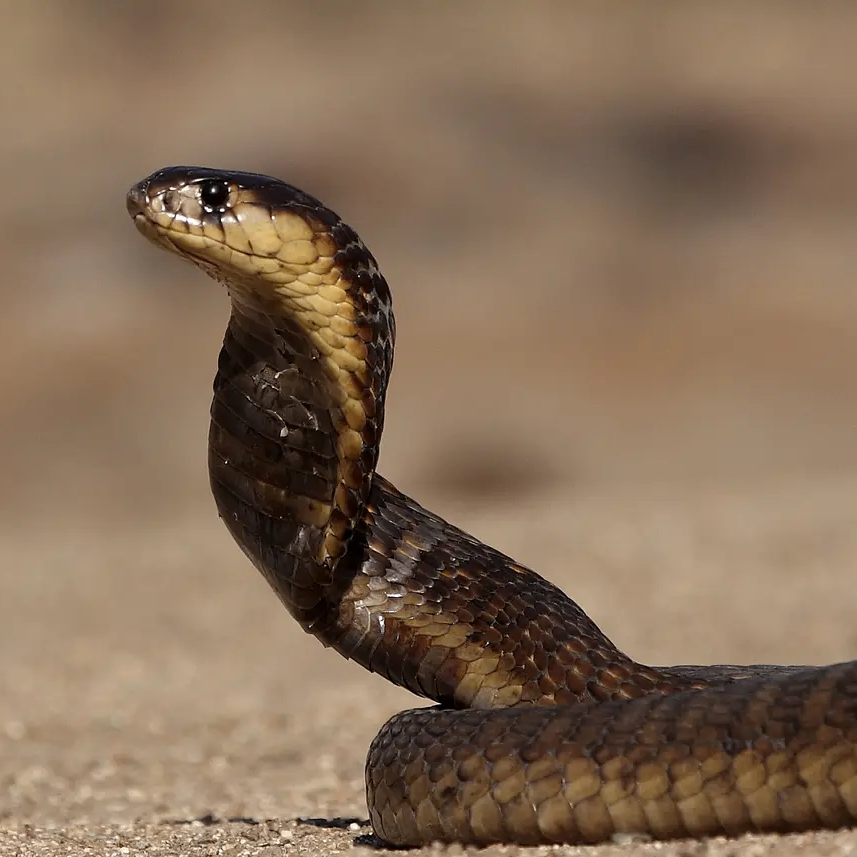 Degen (0x3001866.lens) Lens social identity (.lens handle) PFP