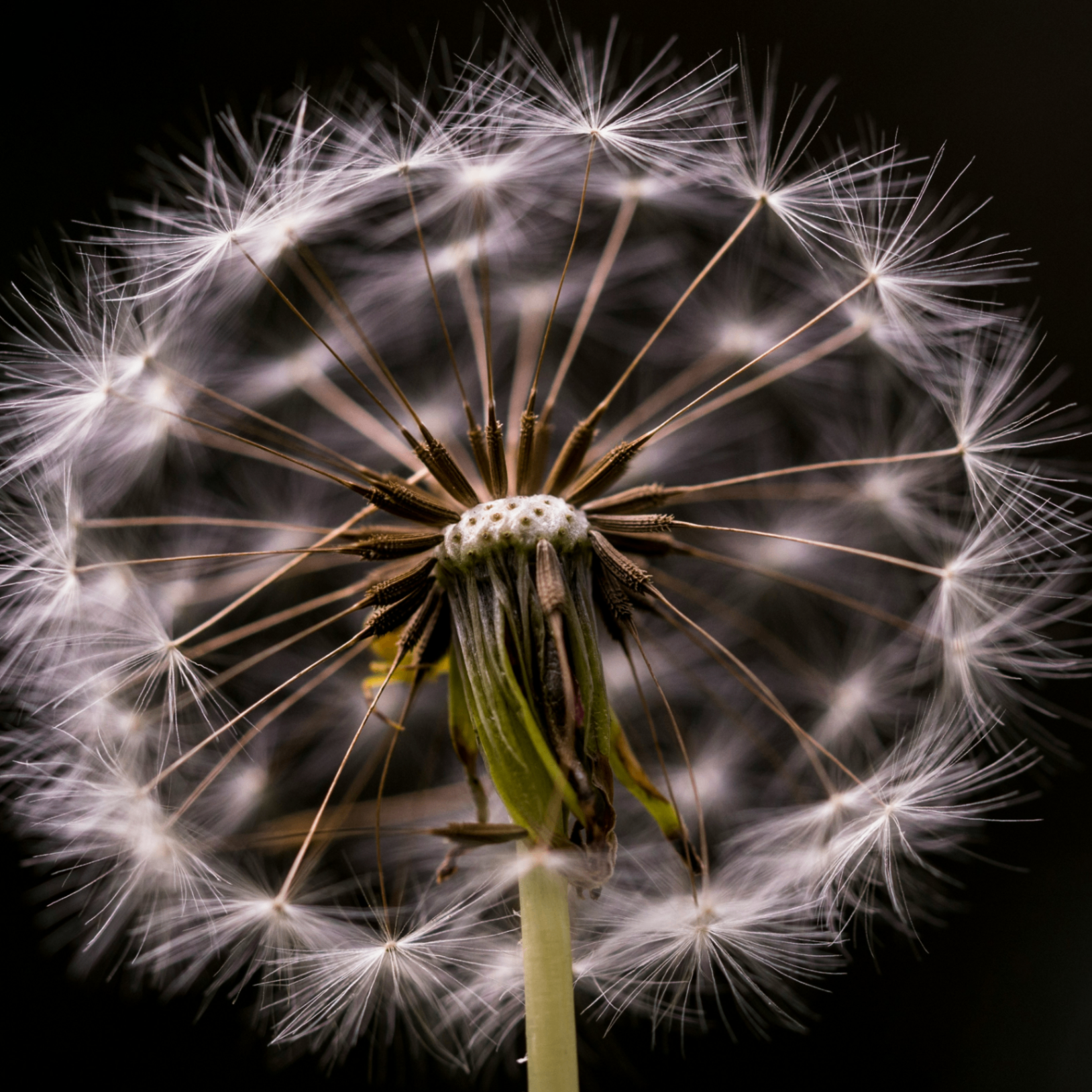 therealryan (therealryan.lens) Lens social identity (.lens handle) PFP