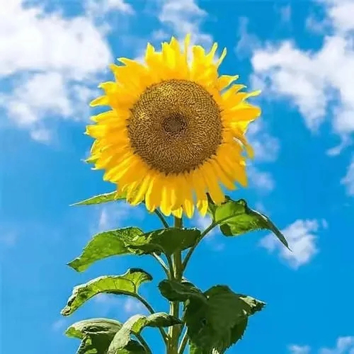 Nina Willard (fffss.lens) Lens social identity (.lens handle) PFP