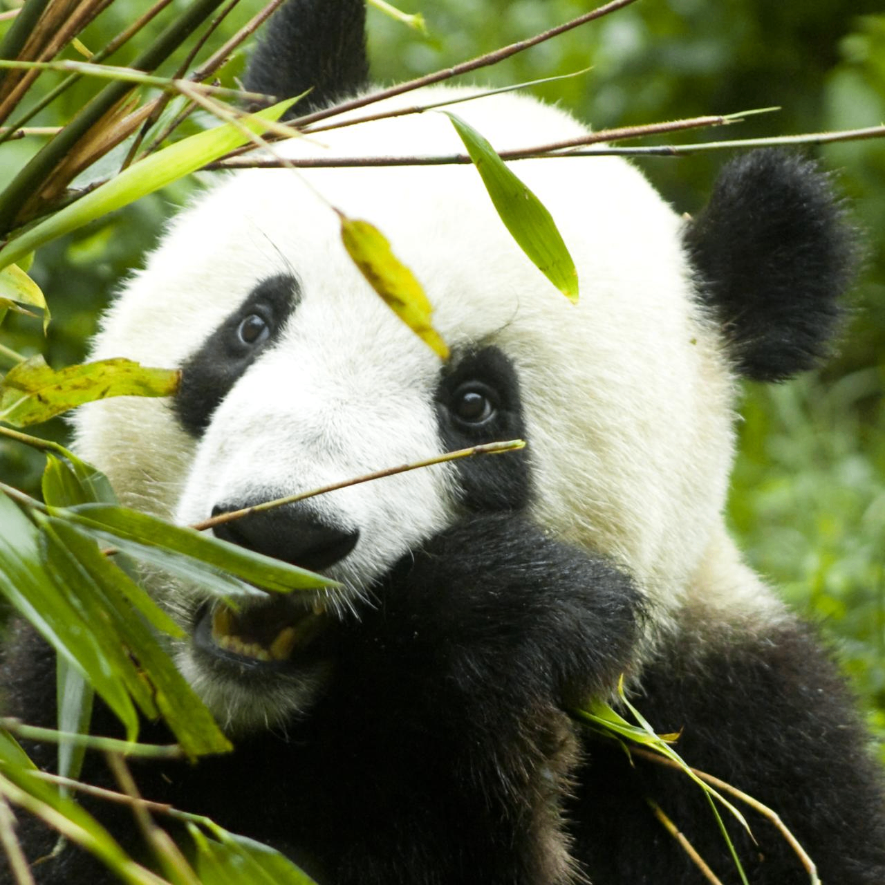 malletisra (malletisra.lens) Lens social identity (.lens handle) PFP