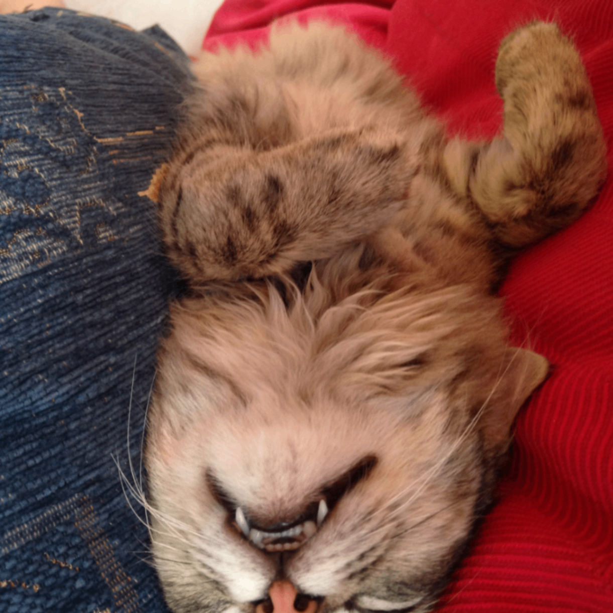 Irina Katrich (irishulya.lens) Lens social identity (.lens handle) PFP