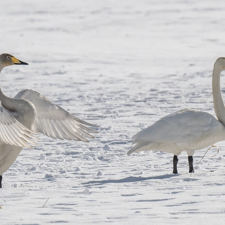 mouer (nshsysu.lens) Lens social identity (.lens handle) PFP