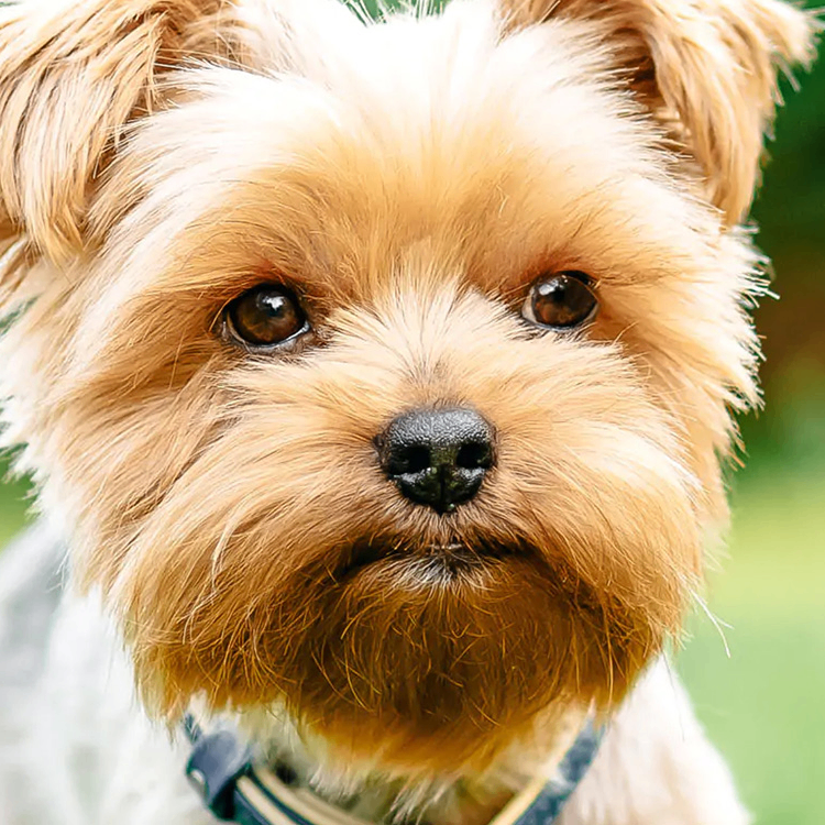 Someone Important (someoneimportant.lens) Lens social identity (.lens handle) PFP