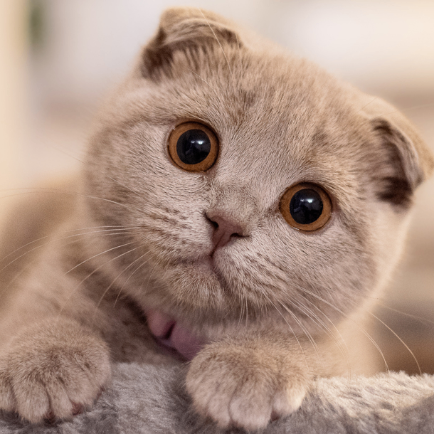 andryfano (andryfano.lens) Lens social identity (.lens handle) PFP