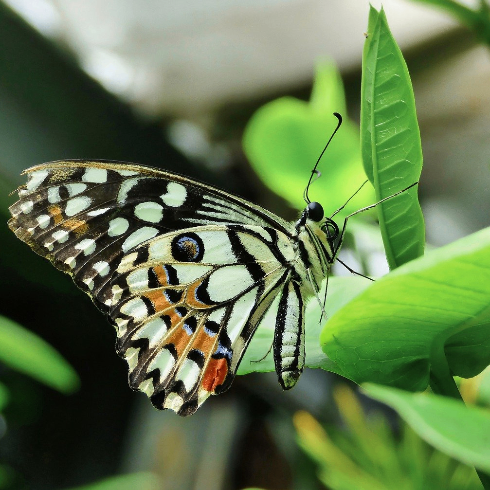 77 (a77fg.lens) Lens social identity (.lens handle) PFP