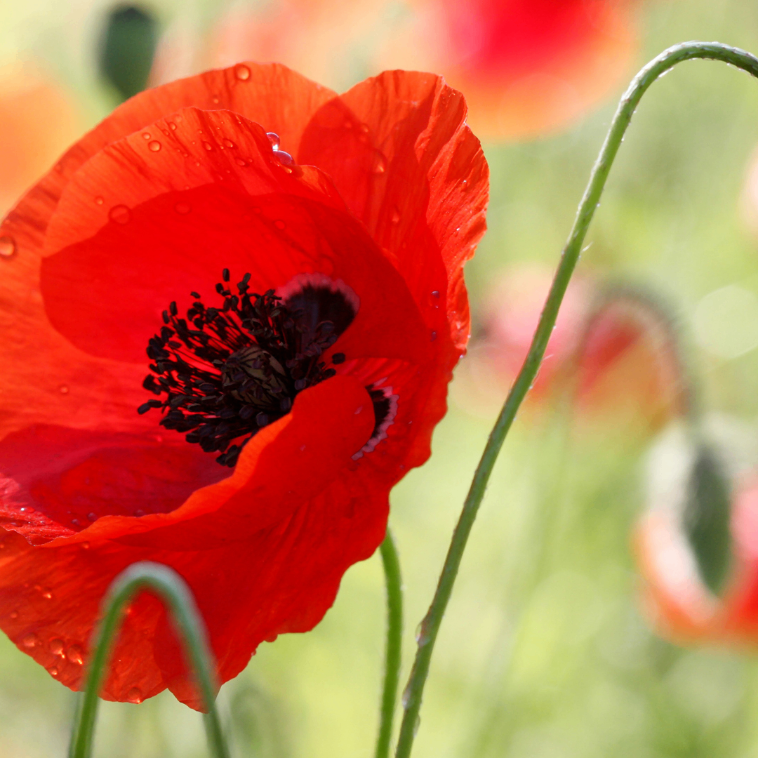 dsbmfb (jiangs2.lens) Lens social identity (.lens handle) PFP