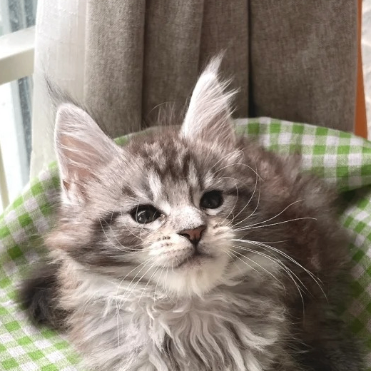 busano (geefc.lens) Lens social identity (.lens handle) PFP