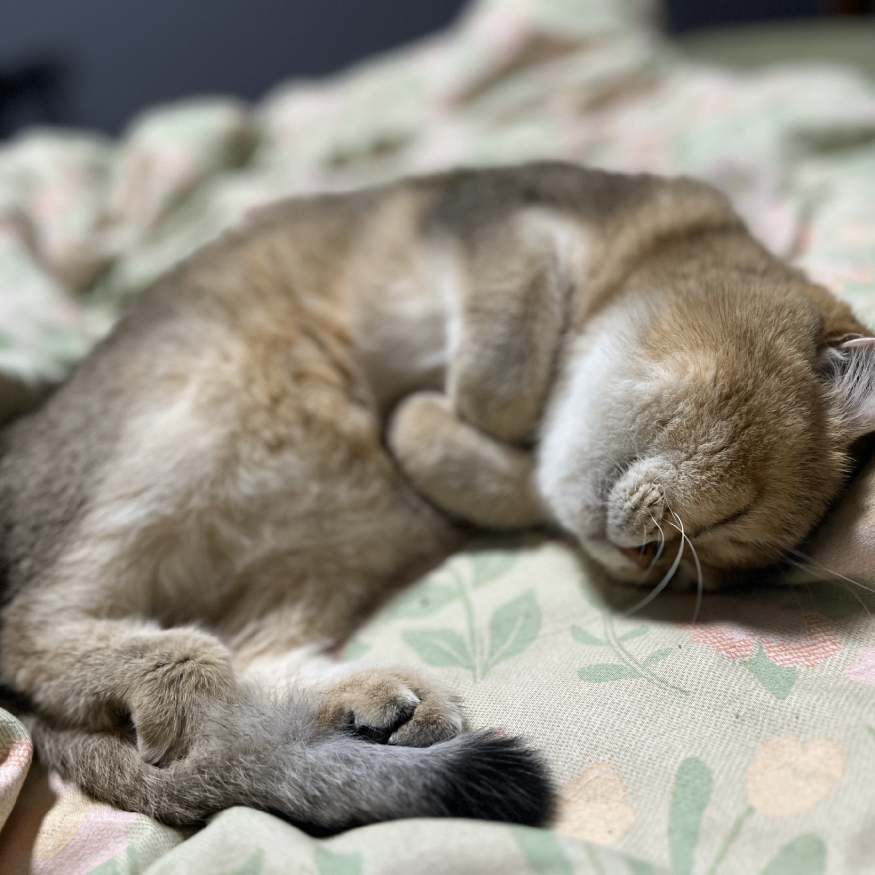 alfredtianbang (alfredtianbang.lens) Lens social identity (.lens handle) PFP