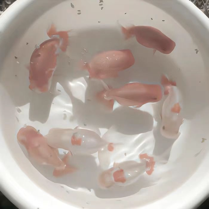 Nana Karly (asgas451.lens) Lens social identity (.lens handle) PFP