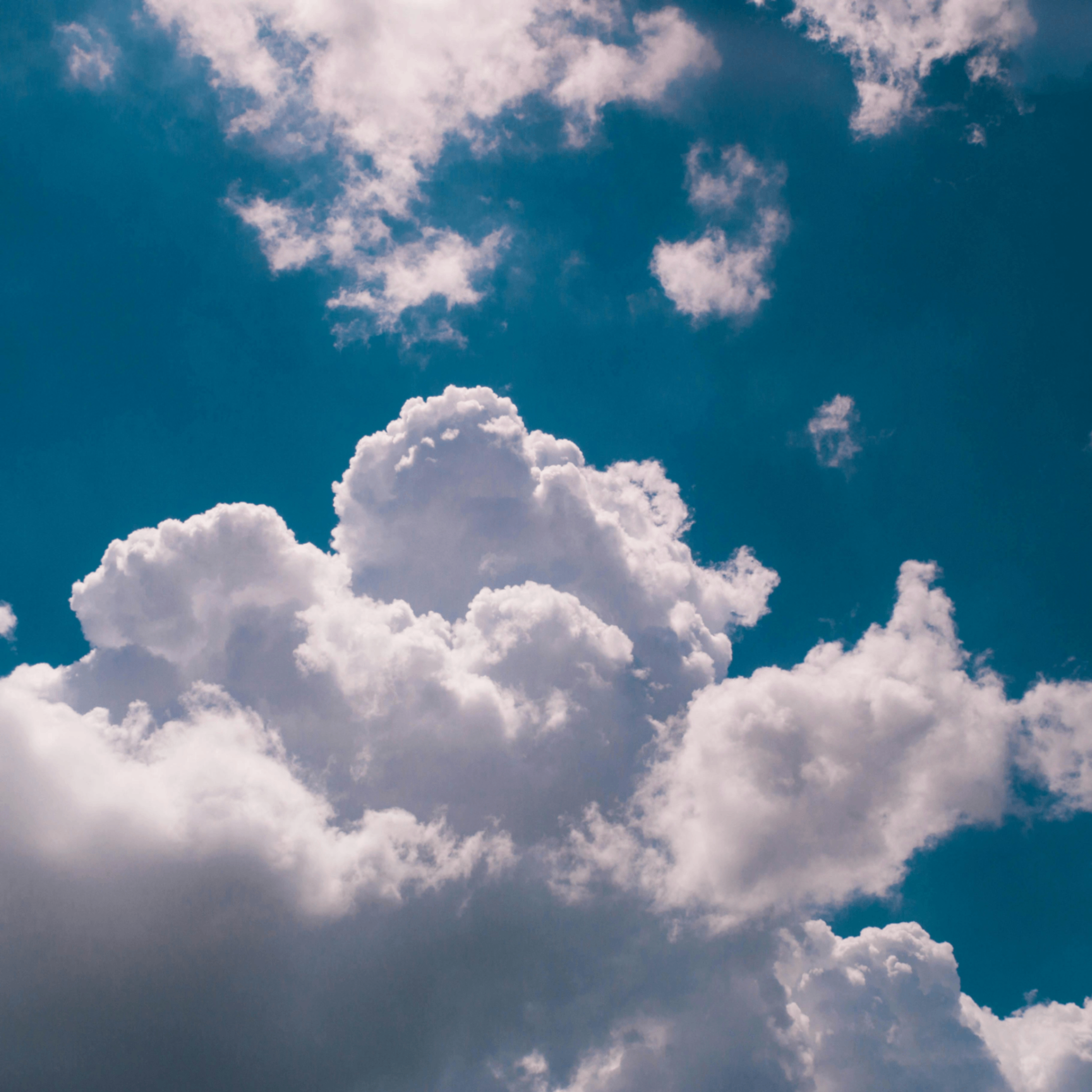 poultry (poultry.lens) Lens social identity (.lens handle) PFP