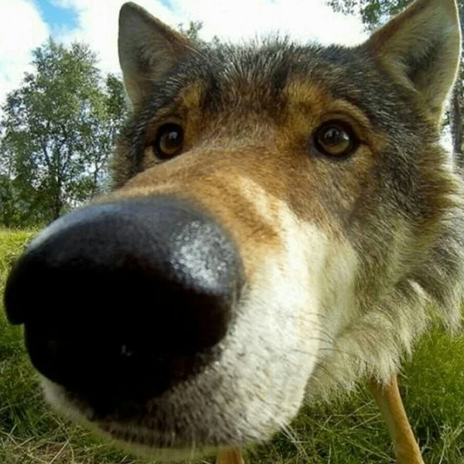 LxravE (lxrave.lens) Lens social identity (.lens handle) PFP