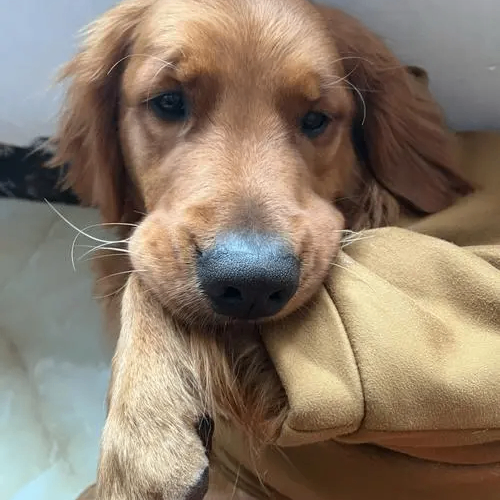 Rosalind Motley (dddddh.lens) Lens social identity (.lens handle) PFP