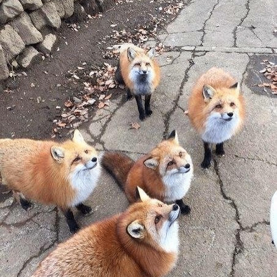 Torgrim (xnxnjdkdid.lens) Lens social identity (.lens handle) PFP