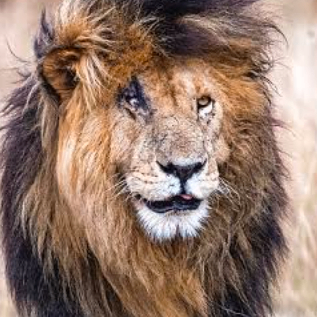 scarface (akki990.lens) Lens social identity (.lens handle) PFP