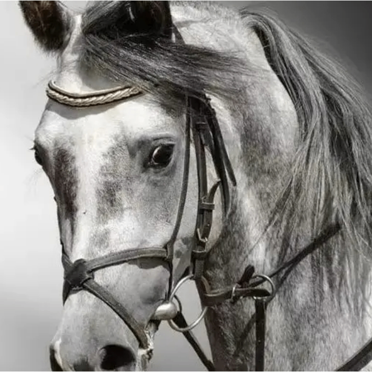 Albert-A9 (oxnampung.lens) Lens social identity (.lens handle) PFP