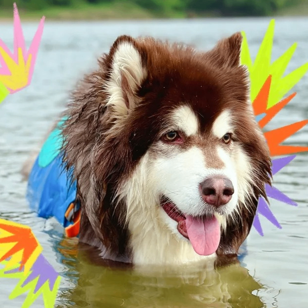 WoodyGo (eddie72chai.lens) Lens social identity (.lens handle) PFP