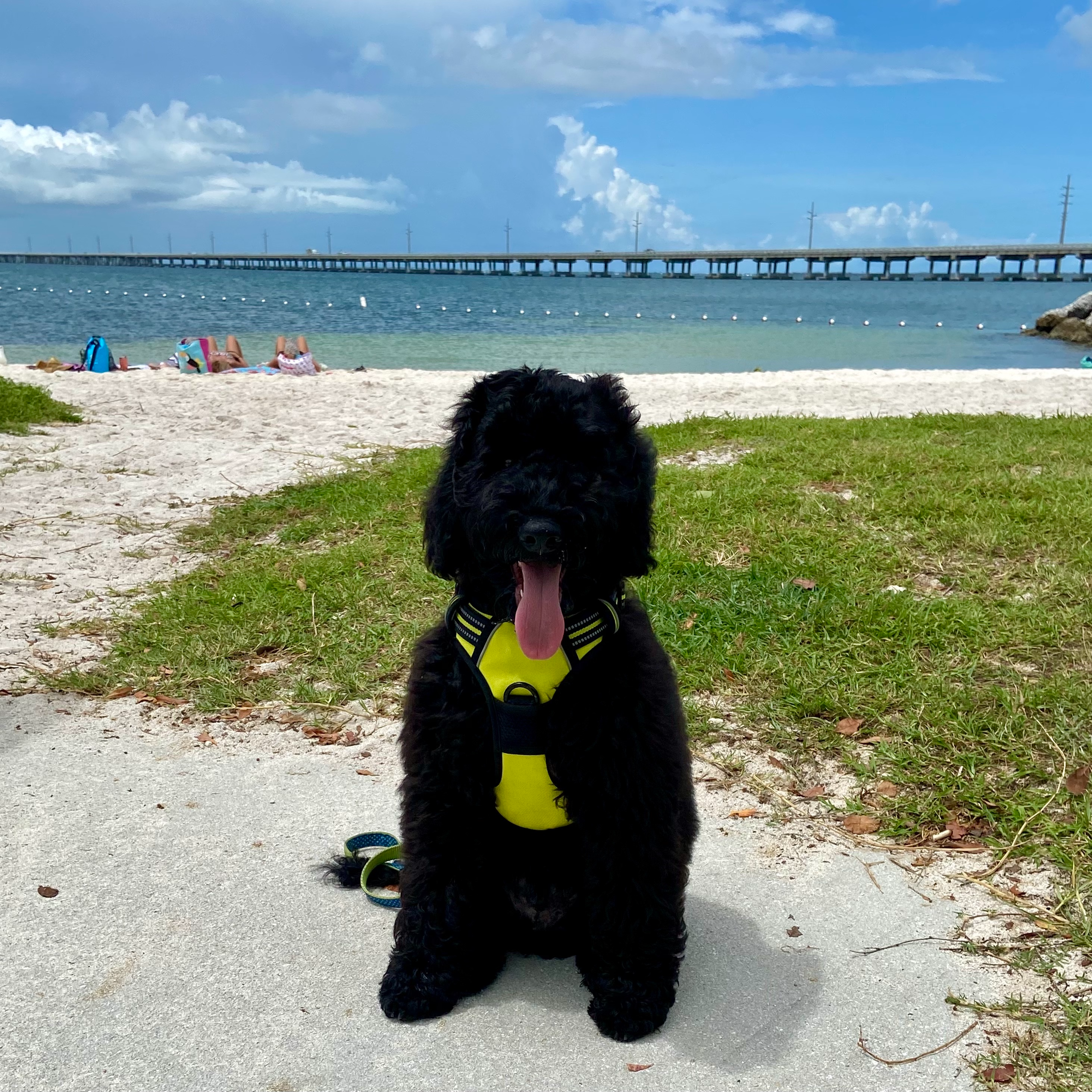 Aopang (sendnoodles.lens) Lens social identity (.lens handle) PFP