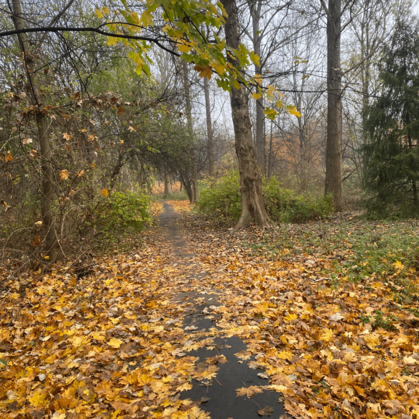 zbinance (zbinance.lens) Lens social identity (.lens handle) PFP