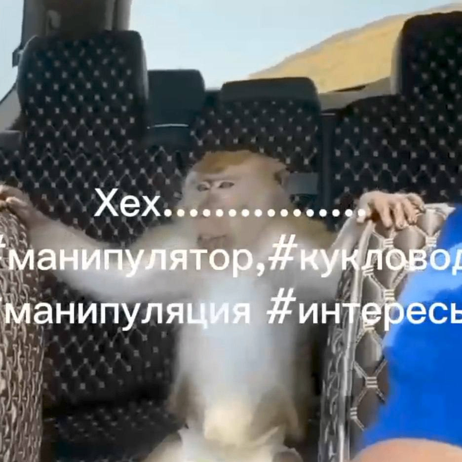 elated (shadowrogue.lens) Lens social identity (.lens handle) PFP